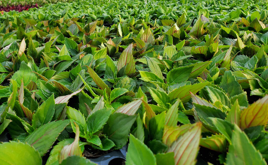 Questionnaire: How do you use CO2 for Controlled Environment Agriculture?