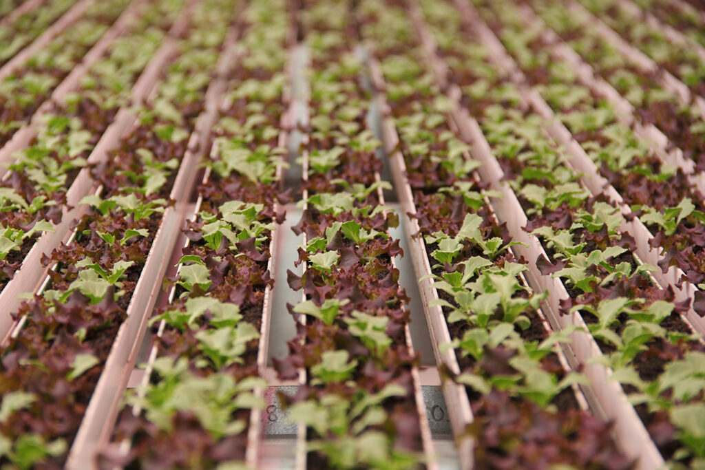 The 2024 Controlled Environment Agriculture Market – What Happened?