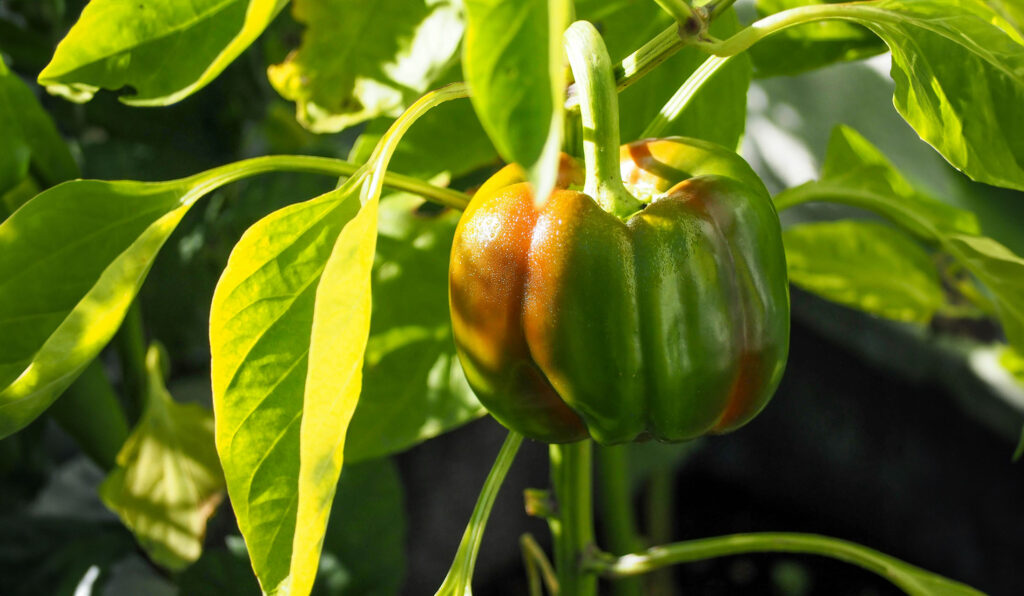 University of Florida Greenhouse Training Online course, Hydroponic Vegetable Production Starts October 21!