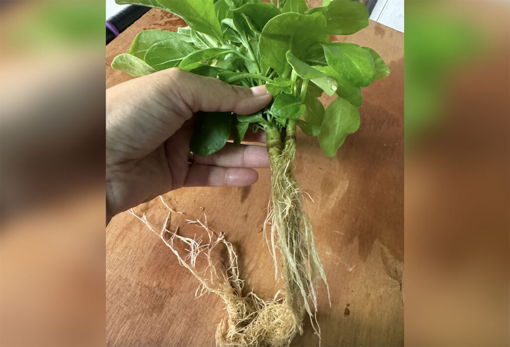 Can CEA save Ginseng?