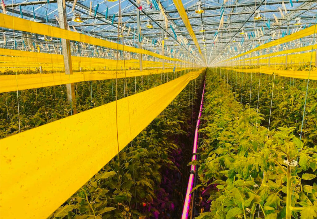 Choose your banker crops well and you will laugh all the way to the bank