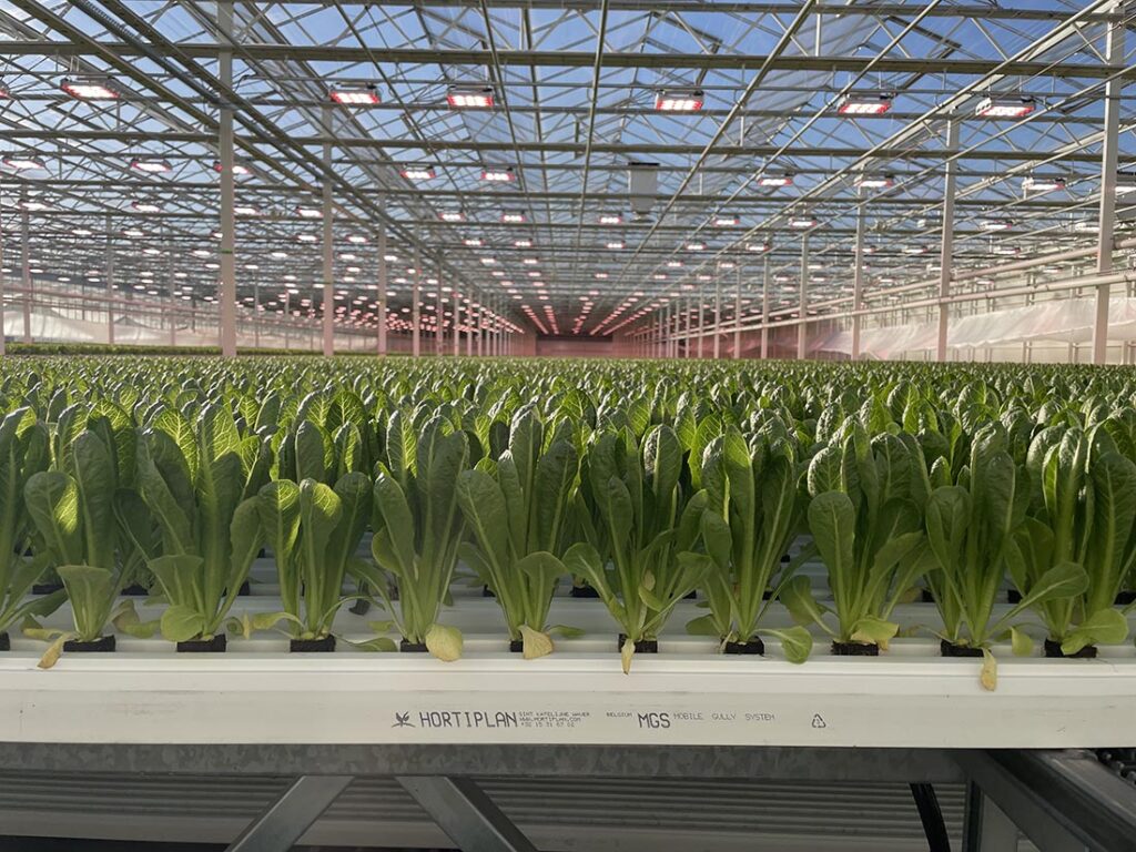 Hort Americas and Hortiplan Announce Strategic Partnership to Support Mobile Gully Systems in North America