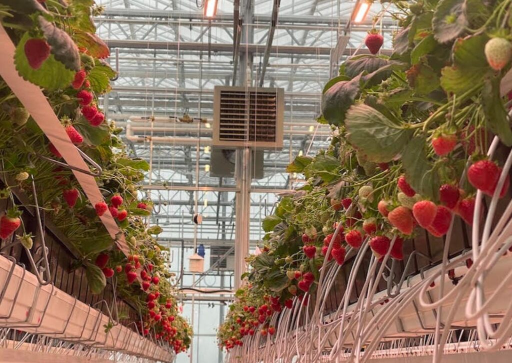 Strawberry School Online 2025 Presented by Ohio State University